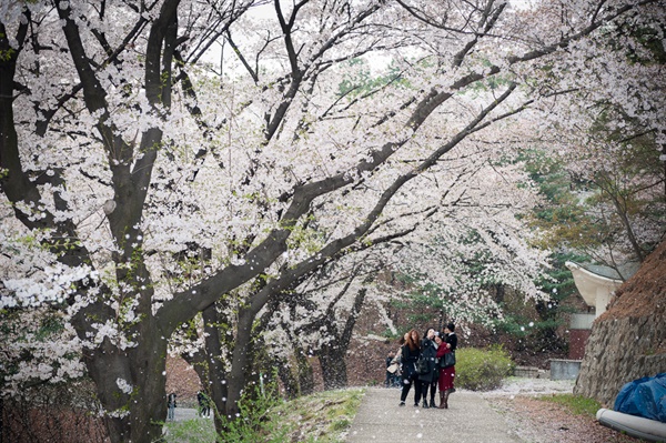 벚꽃이 화사하게 날리는 봄날의 현충원 국립서울현충원의 종합민원실 우측에 집중적으로 심어진 벚꽃나무길.