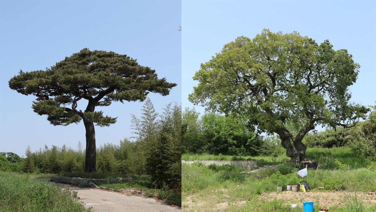  하제 수호신으로 알려지는 소나무(왼쪽)와 팽나무(오른쪽)