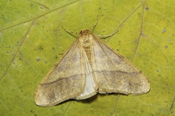 Erannis golda