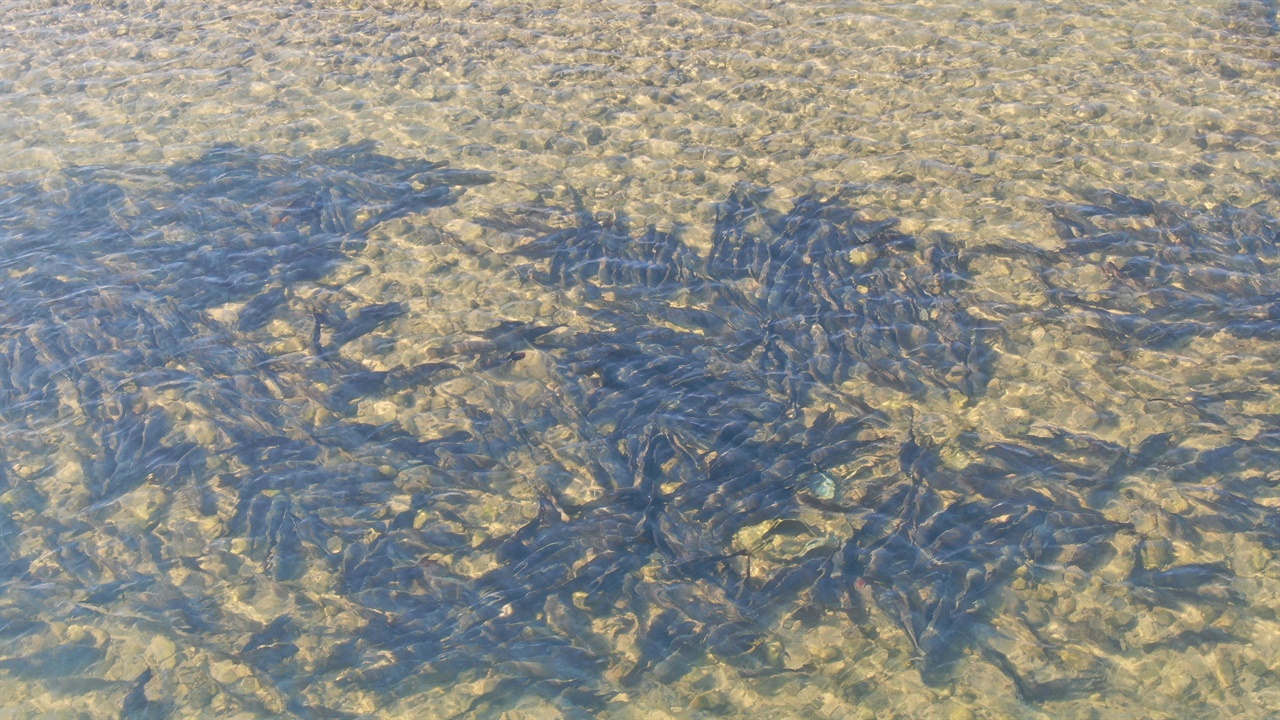 물고기떼 가까이 들여다본 물고기 무리