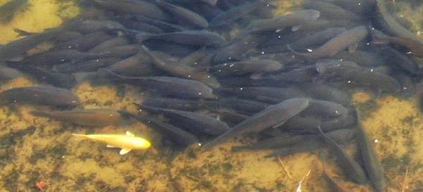 황금물고기 양양강에 나타난 황금물고기