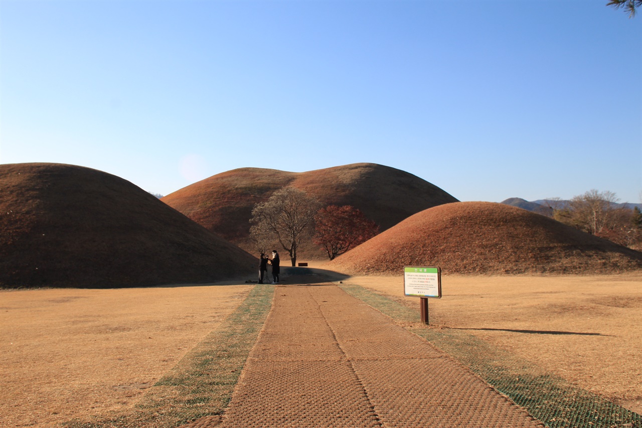  경주 대릉원 최고 인기 사진 포인트, 능과 능사이에 있는 목련나무 모습