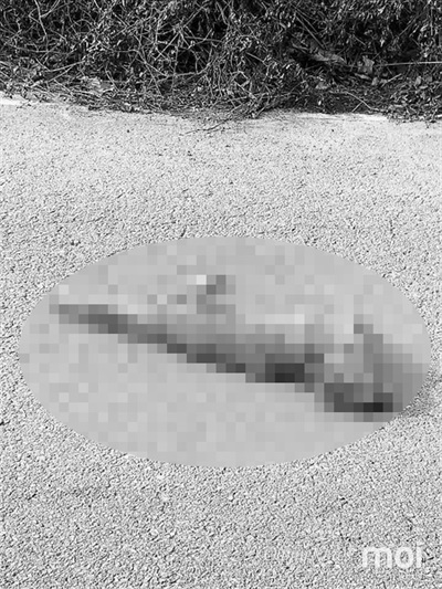 로드킬에 희생된 '삵' 전남 함평군의 한 지방도로변에 로드킬에 희생된 것으로 보이는 삵이 죽어있다.