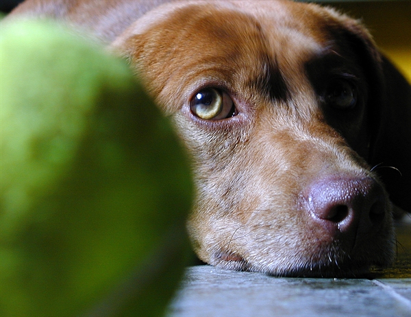 '코로나 블루(우울증)' 때문에 강아지를 입양하는 사람들이 늘고 있다.