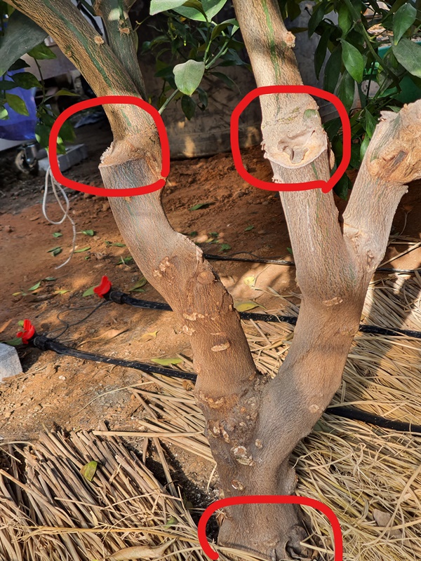 접목한 레드향 나무 뿌리쪽은 탱자나무. 가운데는 한라봉, 위쪽은 레드향으로 접목해 신품종 레드향을 탄생시켰다.