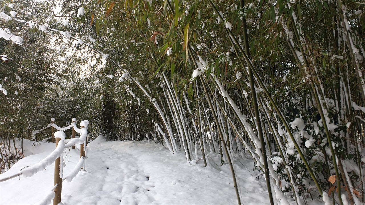 39-17마중에서 가까운 데에 나주성당의 설경. 순교자의 절개를 상징하는 대나무 밭에 눈이 니려 쌓여 있다. 지난 1월 1일 풍경이다.