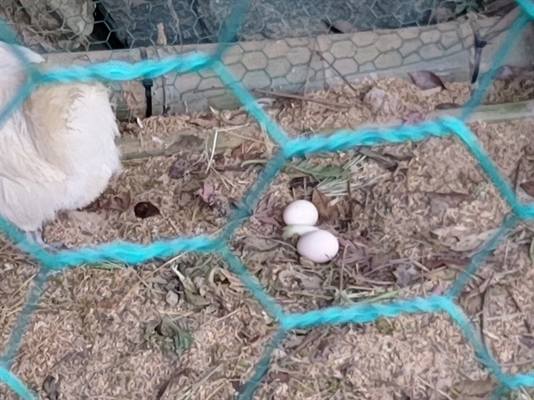 막 낳은 달걀 미처 알둥지를 마련해 주지 않아서 바닥의 구석에 달걀을 낳았다.
암탉 4마리가 하루에 약 2~3개의 알을 낳는다.