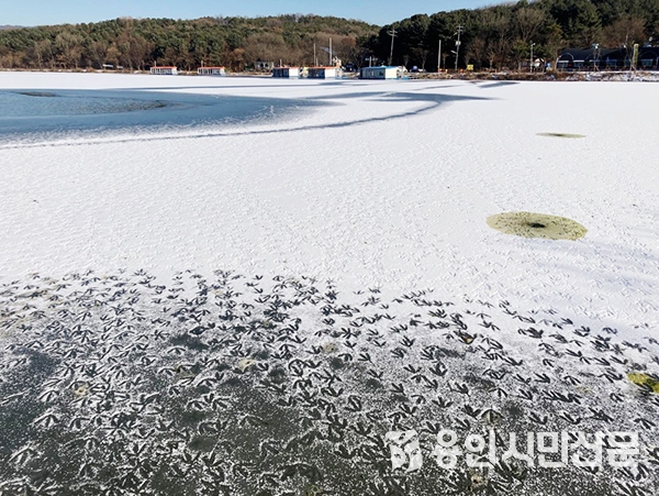  겨울 철새들이 용담저수지 위에 남겨 놓은 발자국은 한폭의 그림과 같다.