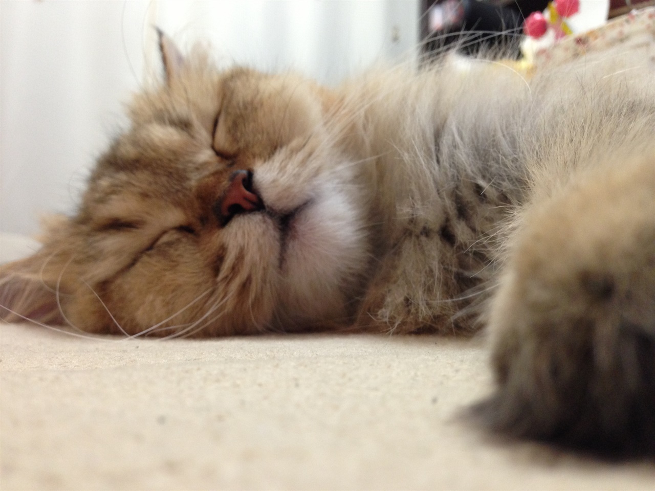 잠자는 고양이 나처럼 고양이도 불면증이 있을까? 너무 잘 잔다. 프로 수면러.