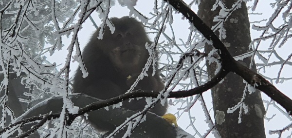 어메이산 원숭이 원숭이 한 마리가 설경의 무대 위에 ‘짠’하고 나타나 관광객이 주는 바나나를 받아먹는다.