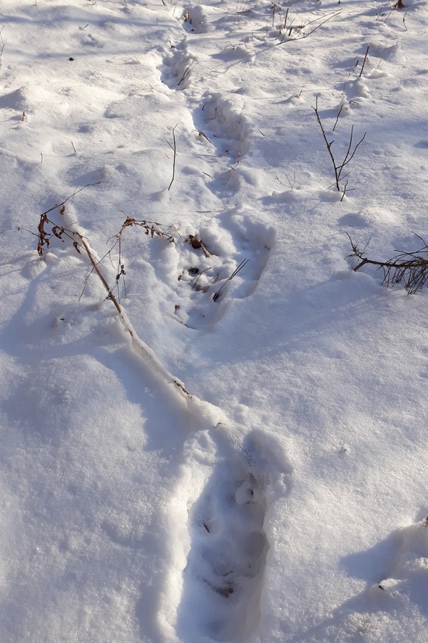 눈 오는 날 산에서 발견한 동물의 발자국.  개호지(스라소니)로 추정되는 동물의 특징인 일렬로 난 발자국