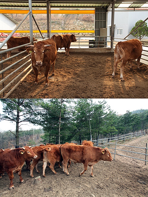  산청청정골축산영농조합법인에서 운영하는 유기농 축산 농장입니다. 이 축사의 바닥들은 보송보송했고요. 소들을 교대로 우사 바깥으로 내보내 운동을 할 수 있게 해주었습니다.