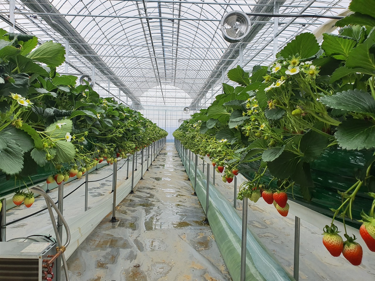 청년 농부들의 딸기 밭 선반을 설치해 딸기를 재배하는데 최적화된 시설을 갖추었다.