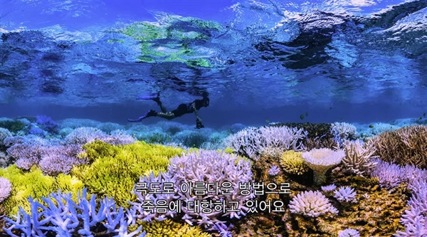 영화 스틸컷 <산호초를 따라서>  산호의 형광화를 설명하는 장면이다. 겉으로 예뻐 보인다고 예쁜 게 아니다.