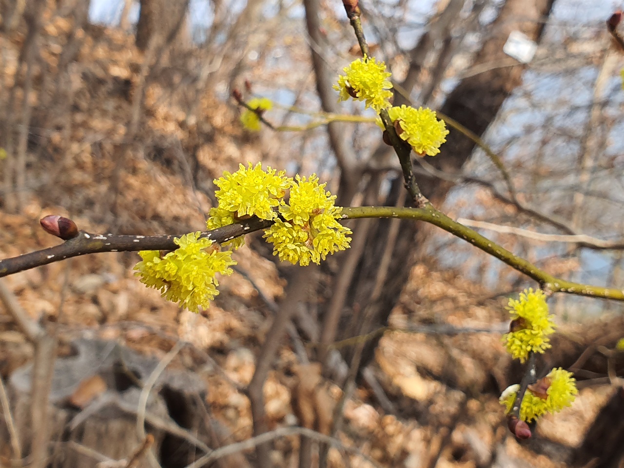 생강나무  생강나무에 꽃이 펴야 봄이 온거다. 
