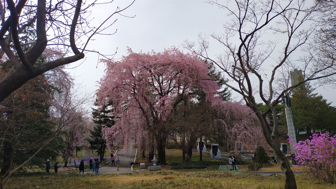 국립서울현충원의 봄을 상징하는 벚꽃의 개화가 평년보다 약 5-10일 먼저 찾아왔다. 
