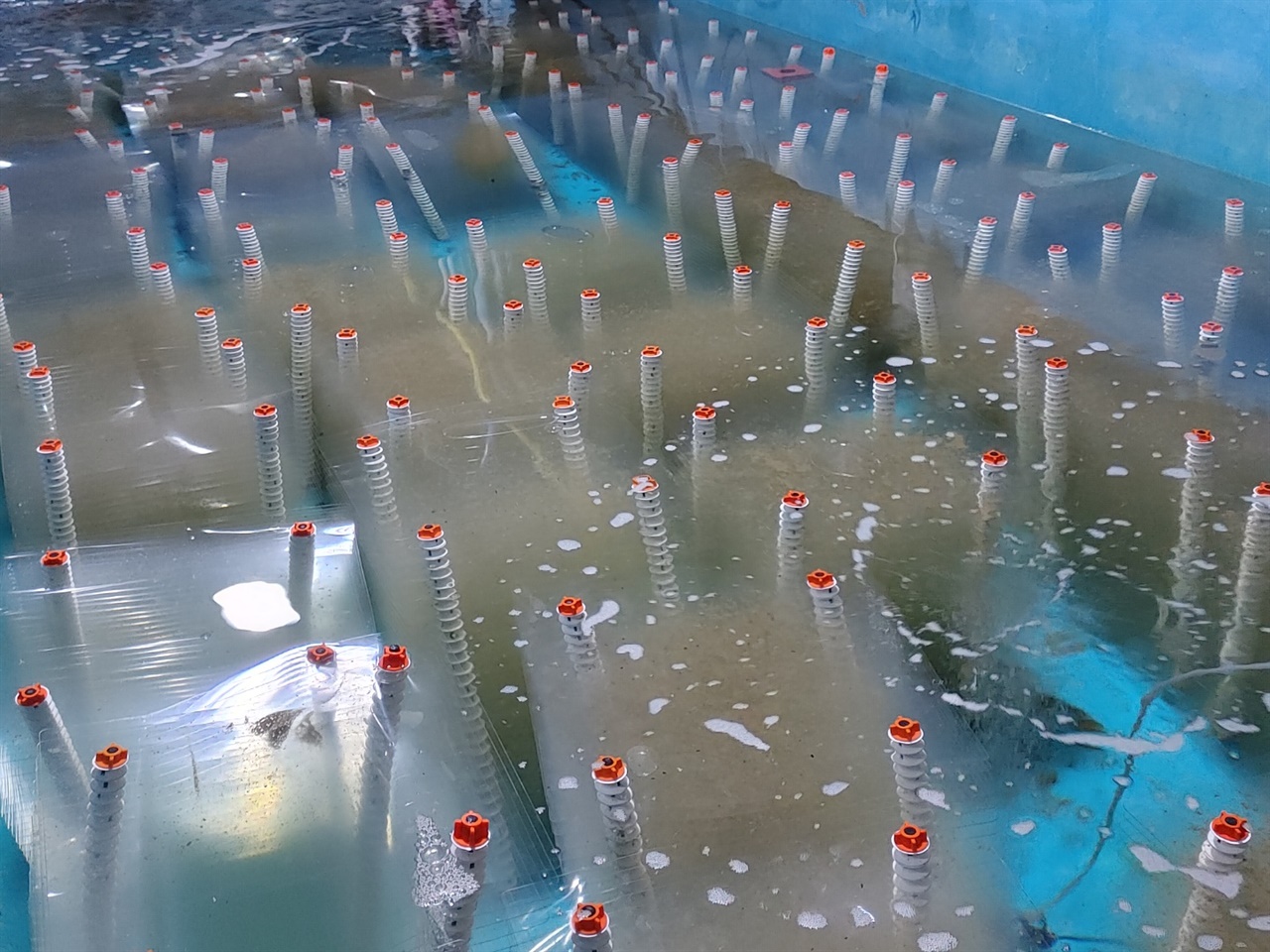  홍가리비를 1차 배양중인 수조양식장의 모습