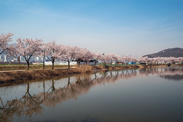  산책길을 따라 이어진 벚꽃 행렬이 수면에 일렬로 그림자를 드리우고 있다.