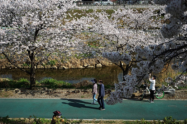  벚꽃길을 산책하는 시민들