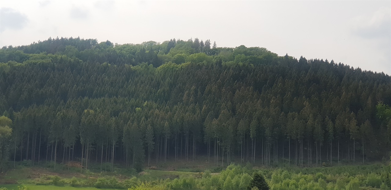 독일 검은숲의 나무 독일 검은 숲은 잘 자란 전나무와 가문비나무로 가득하다.