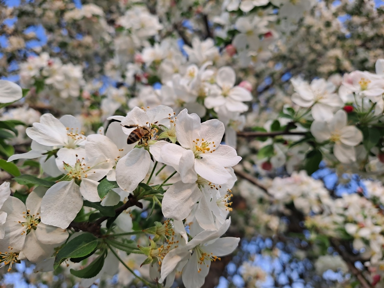  만발한 꽃사과나무 꽃에는 벌들이 오가며 꿀을 딴다.
