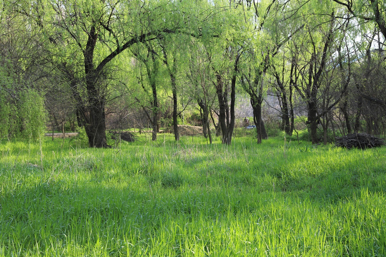 여의샛강생태공원 버드나무 숲  올 봄 초록 향연을 펼치는 샛강 버드나무 숲입니다. 샛강에서 자원봉사를 줄기차게 하는 이영원 선생님이 찍은 사진입니다.