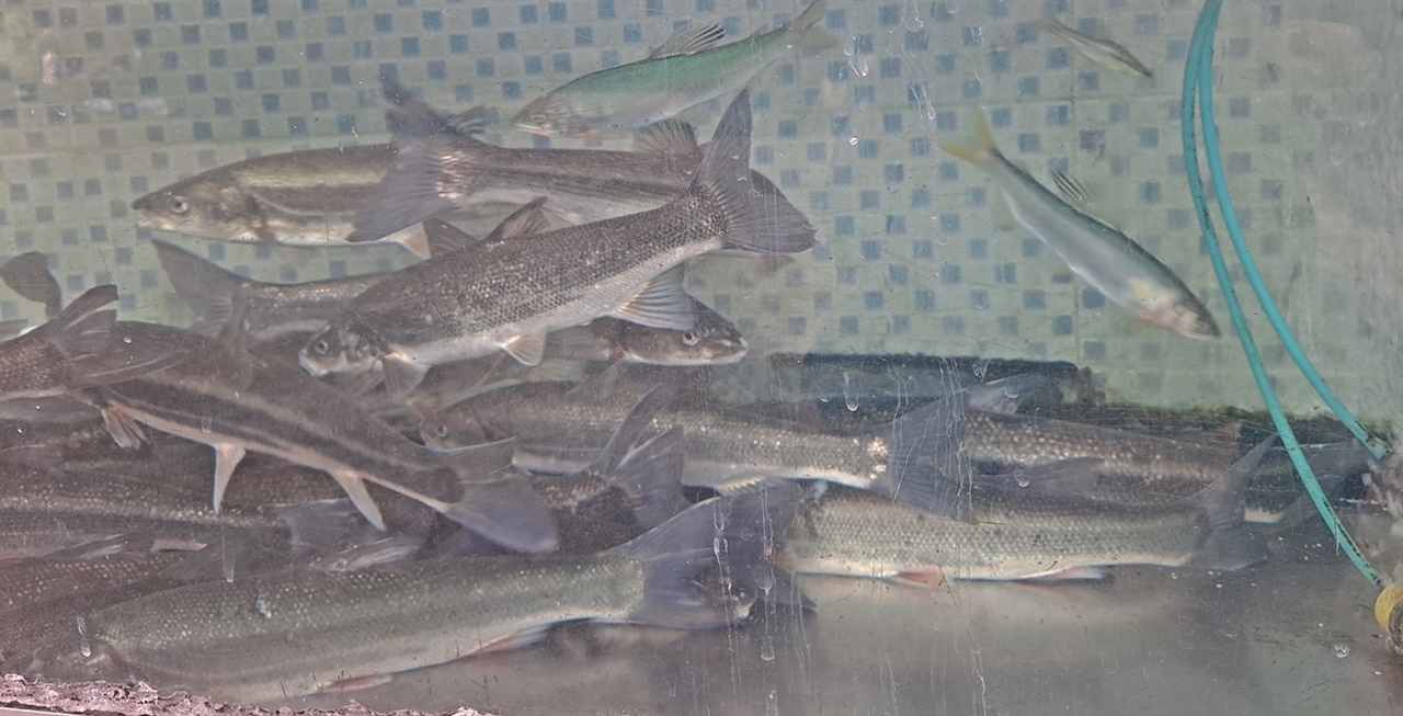  식당 수족관에는 은어와 수많은 민물고기가 자유롭게 유영을 한다. 
