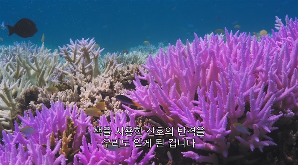 스크린샷 썬크림을 바른 산호초