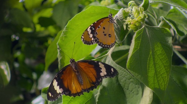 스크린샷 오른쪽 위의 나비는 독이 있는 나비, 왼쪽 아래 날개를 펼치고 있는 나비는 독이 없는 나비(비슷하게 생겼지만 위험성은 천양지차)