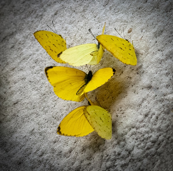 Eurema hecabe 남방노랑나비