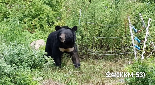  지난 3일 방송된 <환경스페셜> '곰 내려온다' 편의 한 장면