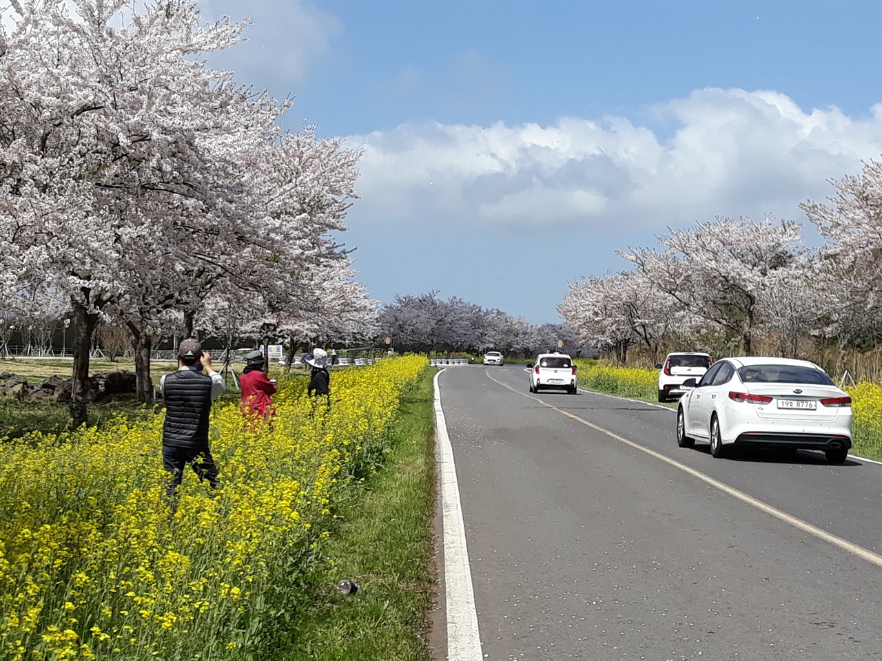 가시리의 4월. 벚꽃길이 10여km에 걸쳐 펼쳐지는 장관을 이룬다.