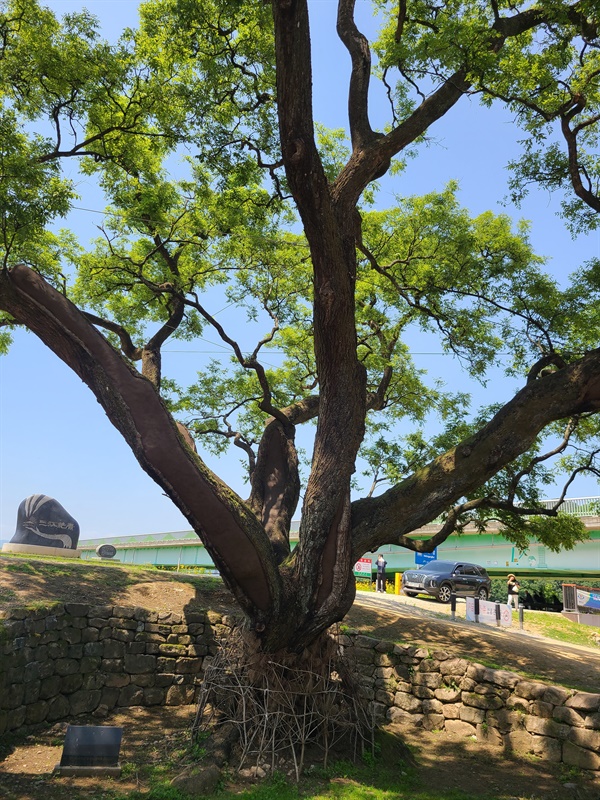 삼강주막 500여년 된 아름드리 회나무