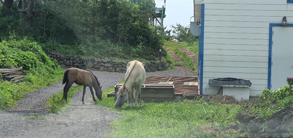 주변 말 사육하는 곳에서 빠져나와 마을로 들어와 노니는 말들. 이날 3마리가 목격됐다.