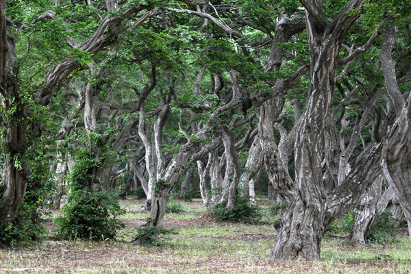 350여 그루의 소사나무들이 150년의 무게를 지탱하며 기묘한 숲을 이루고 있다.