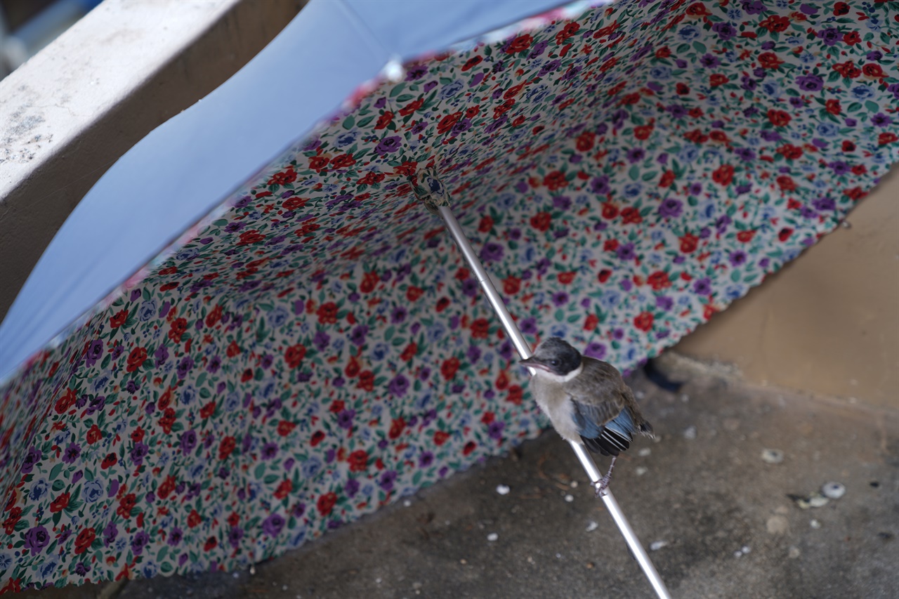 천적의 눈을 피하고, 햇빛도 막으려고 놔둔 우산대에 새끼 물까치가 올라앉아 있다. 