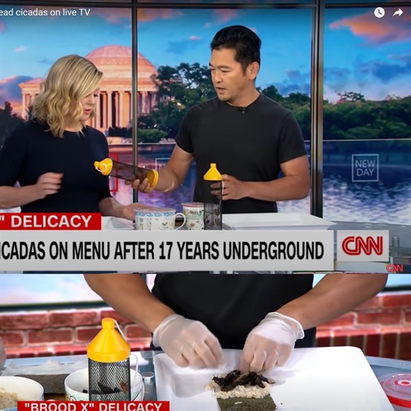 번라이 요리사RK CNN 라이브 뉴스시간에 출연하여 마끼 형태의 매미요리를 소개하고 있다