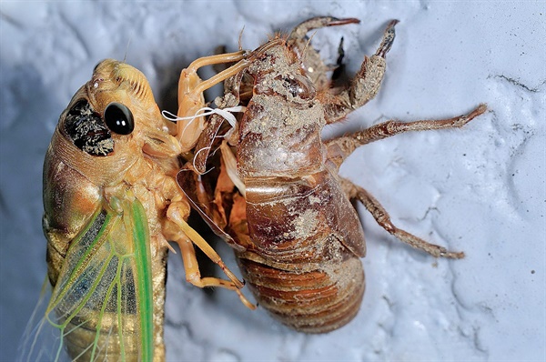 말매미, cicada