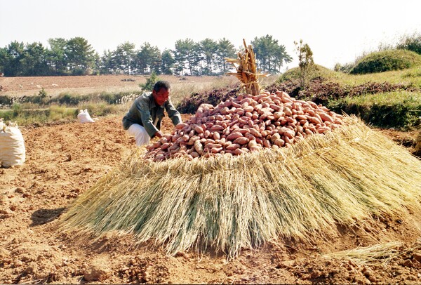 1980년대 고구마 농사를 짓는 시골 마을, 한 농부가 수확한 고구마를 볏짚과 수숫단을 둘러쳐 쌓아 겨울에 대비해 저장하고 있다. (옛 자료, 필름 스캔)