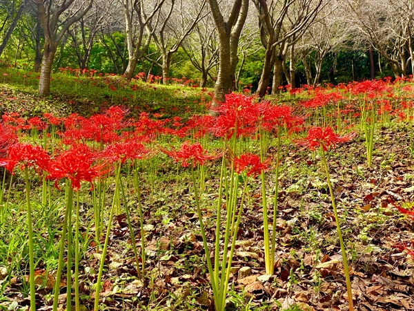 석당산 '꽃무릇'은 4년 전 마을주민들이 정성 들여 심겨놓은 곳으로 시간이 지나면서 자연 번식되고 있다. 
