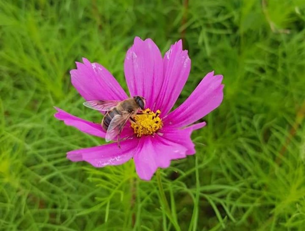 코스모스에 앉은 꿀벌.