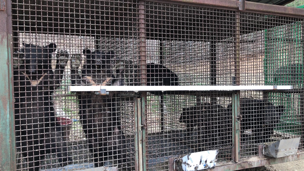 좁은 철창 안에 여러 마리의 곰이 갇혀있다.