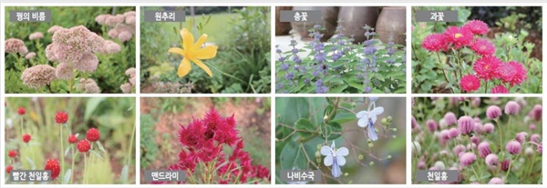 각종 야생화들. 300평 규모의 정원에 다양한 야생화들이 사시사철 매일 꽃을 피워내고 있다. 