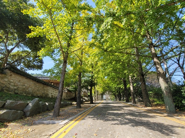 홍성 결성면에 있는 결성초등학교 입구 은행나무는 가을이 깊어가면서, 노란색으로 서서히 변해가고 있었다.