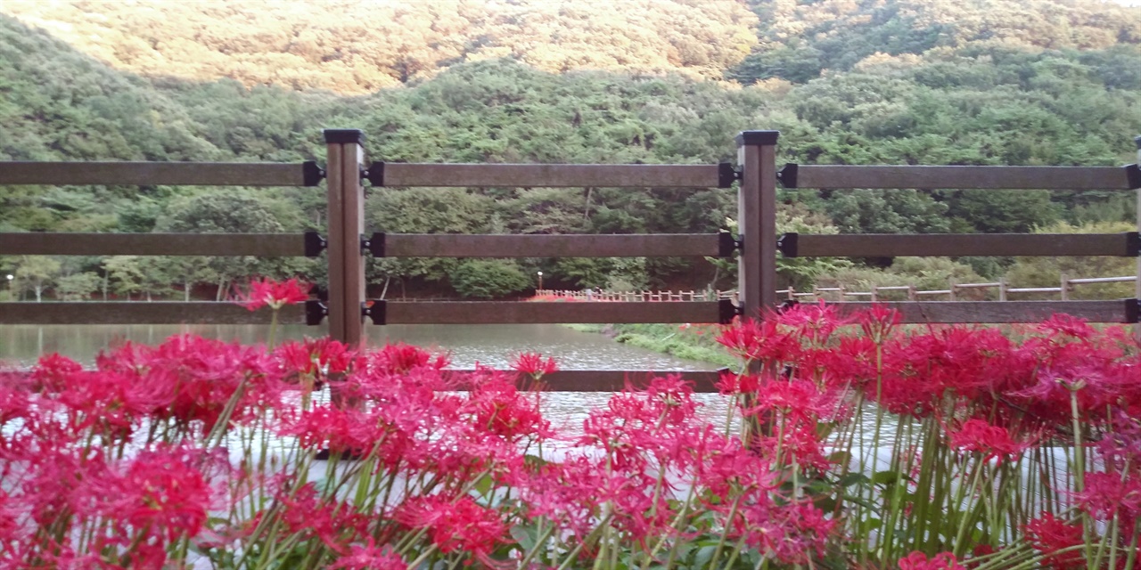 용천사 호수 주변 꽃무릇이 흐무러져 있다. 
