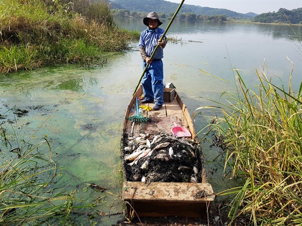 최근 창녕 우포늪에서 붕어 등 물고기가 폐사했다.