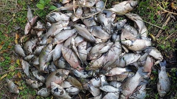 최근 창녕 우포늪에서 붕어 등 물고기가 폐사했다.