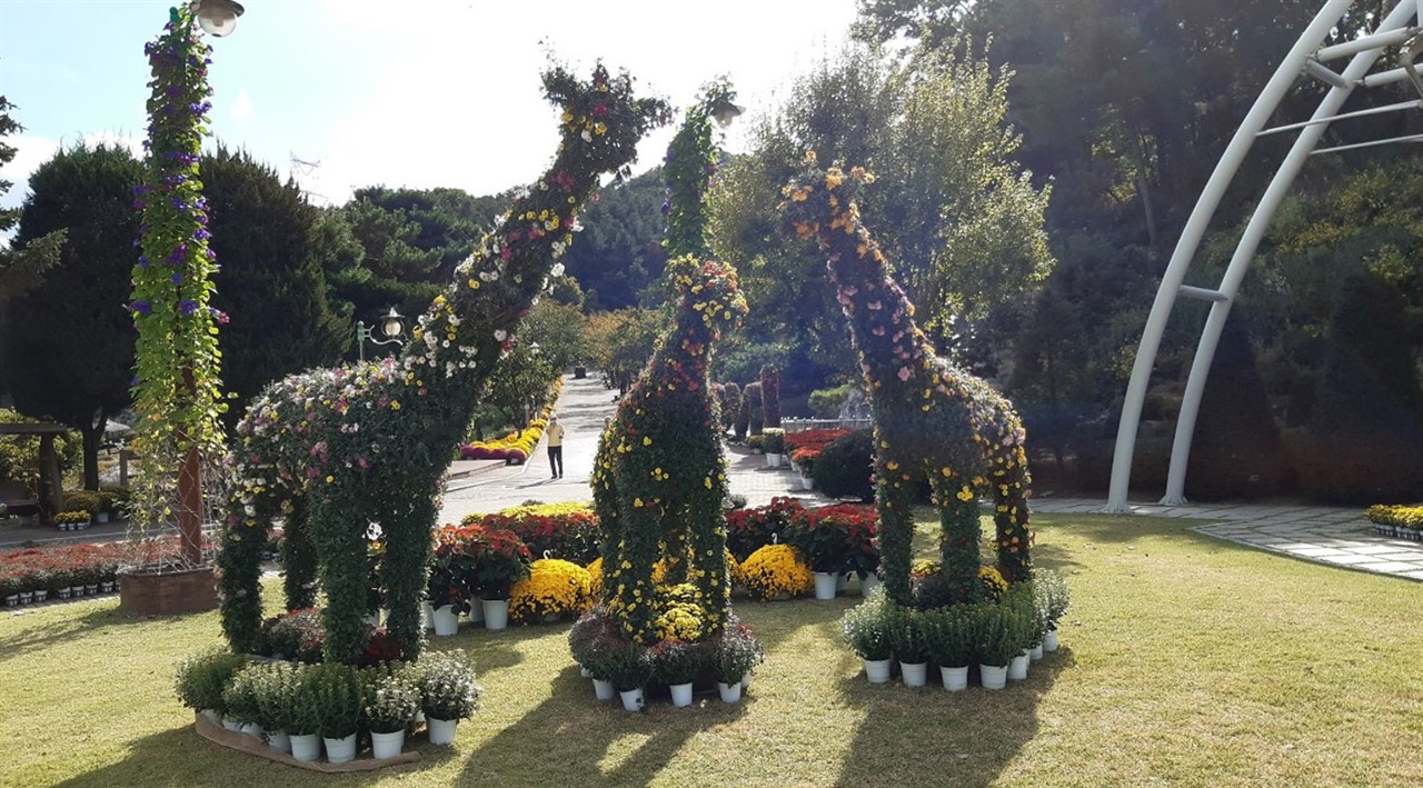 경기 용인시가 오는 17일까지 처인구 원삼면 농촌테마파크에서 가을 국화 전시회‘국화꽃, 향기로 만나다’를 개최한다. 