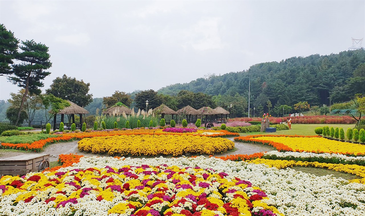경기 용인시가 오는 17일까지 처인구 원삼면 농촌테마파크에서 가을 국화 전시회‘국화꽃, 향기로 만나다’를 개최한다. 