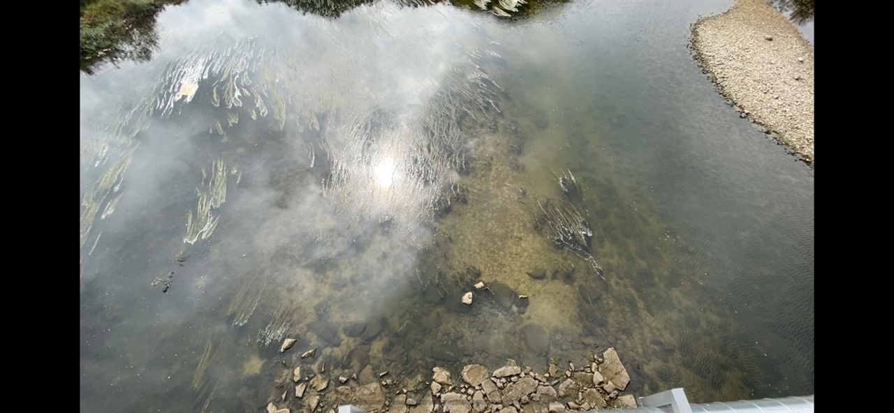 영주댐 방류 직후의 내성천. 바닥에 조류 사체로 보이는 것들이 달라붙어 을시년스러운 모습을 보여준다.